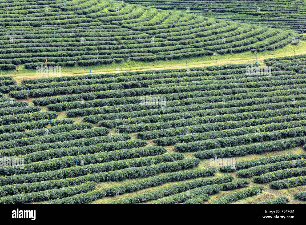 Tea plantations in Chiang Rai, Thailand Stock Photo