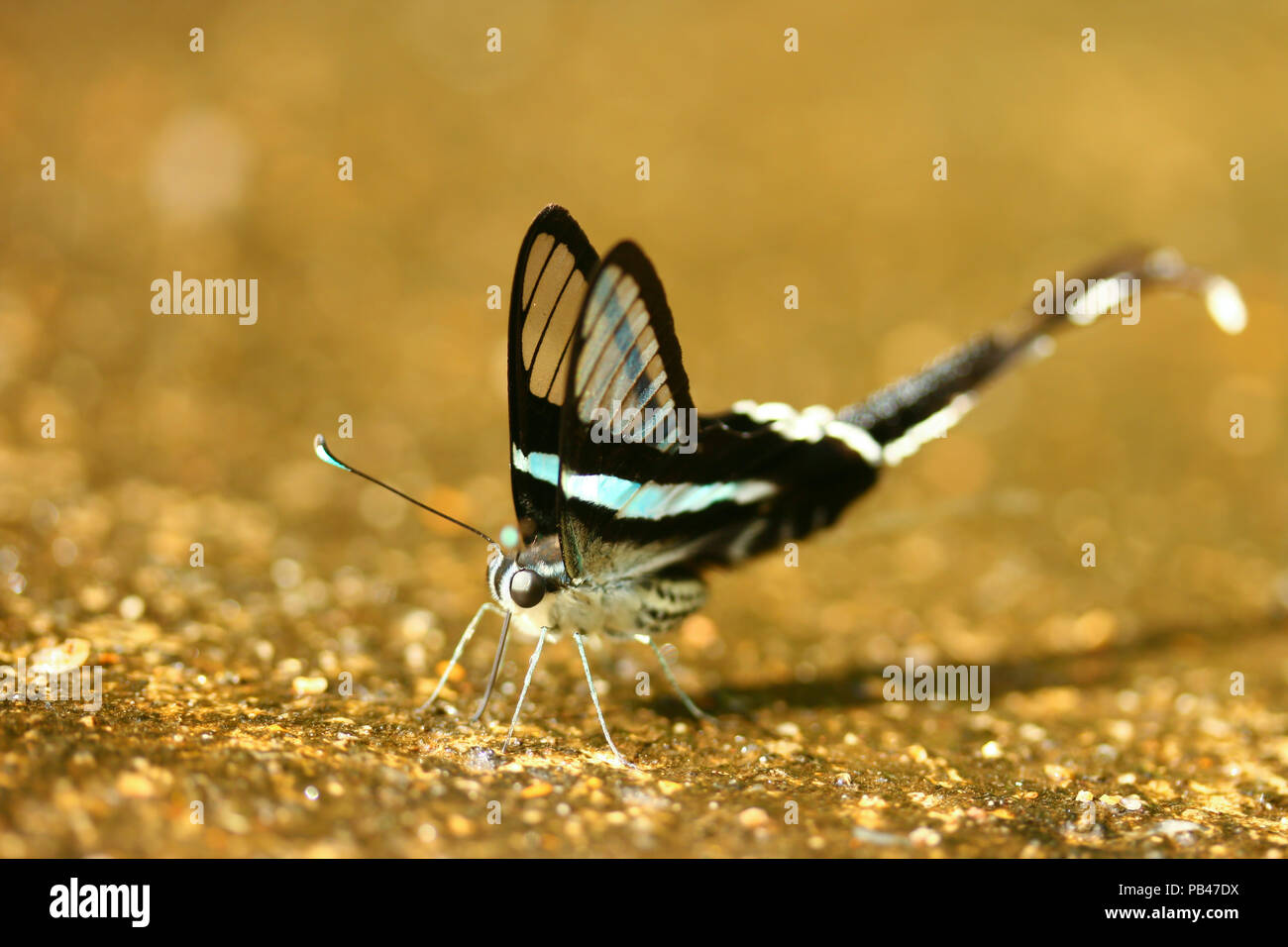 The Glass Wing Butterfly Stock Photo