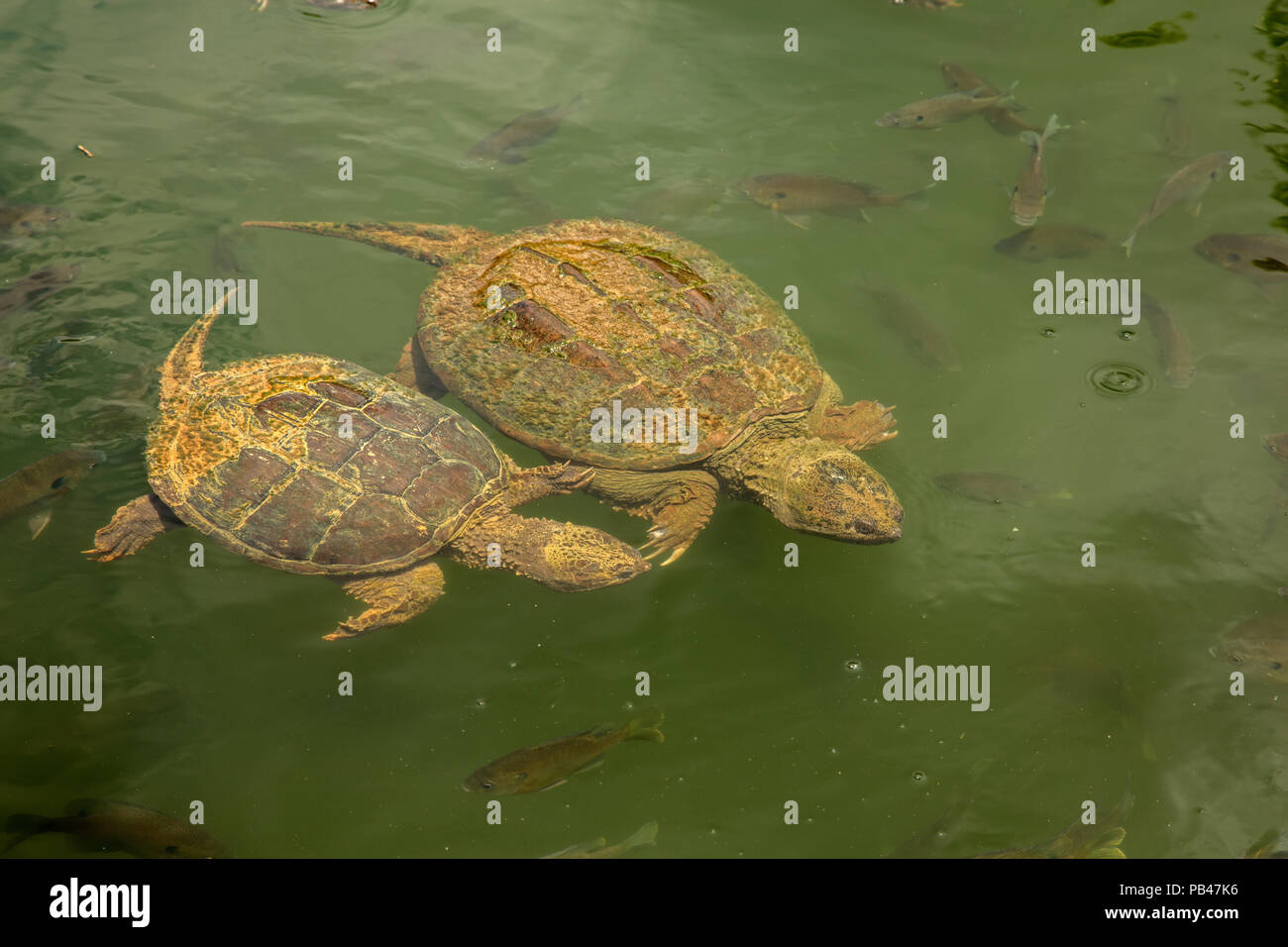 snapping turtles, Chelydra serpentina,  and Bluegills, Lepomis macrochirus, Maryland Stock Photo