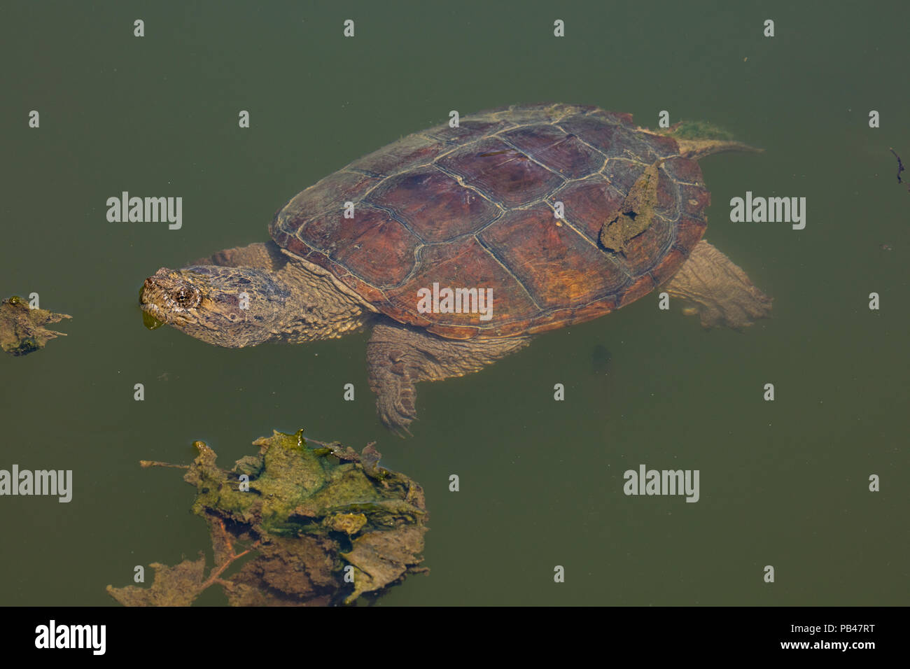 snapping turtle, Chelydra serpentina, Maryland Stock Photo
