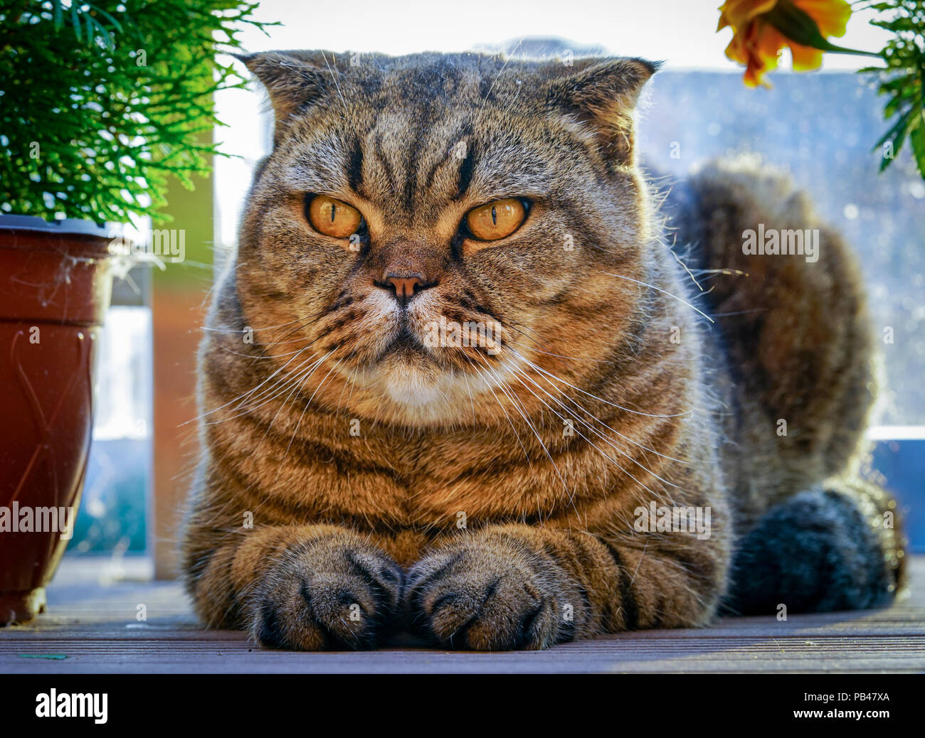 Brown stripped scottish fold cat Stock Photo