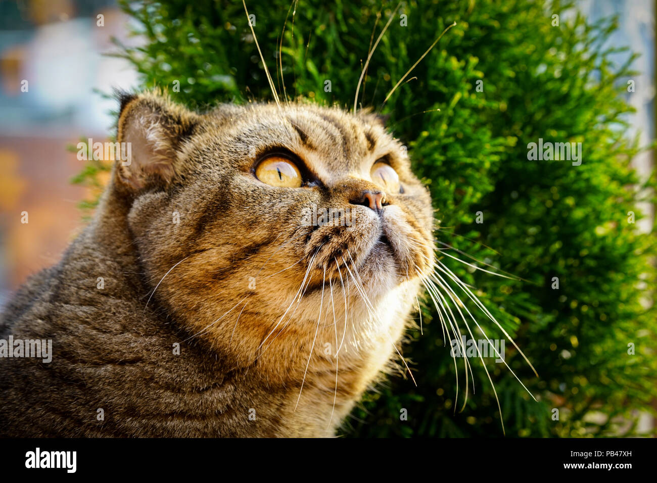 Brown stripped scottish fold cat Stock Photo