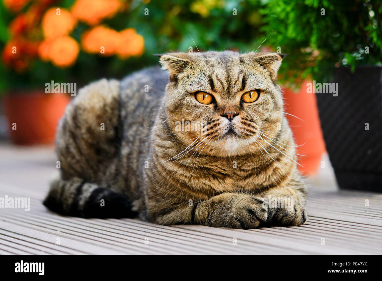 Brown stripped scottish fold cat Stock Photo
