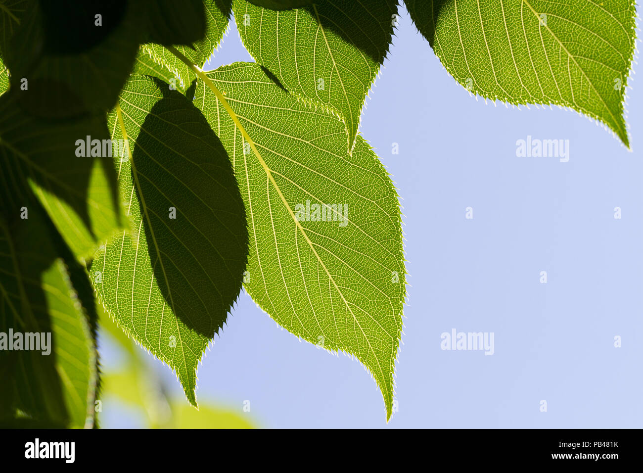 Leaves with sky background Stock Photo - Alamy