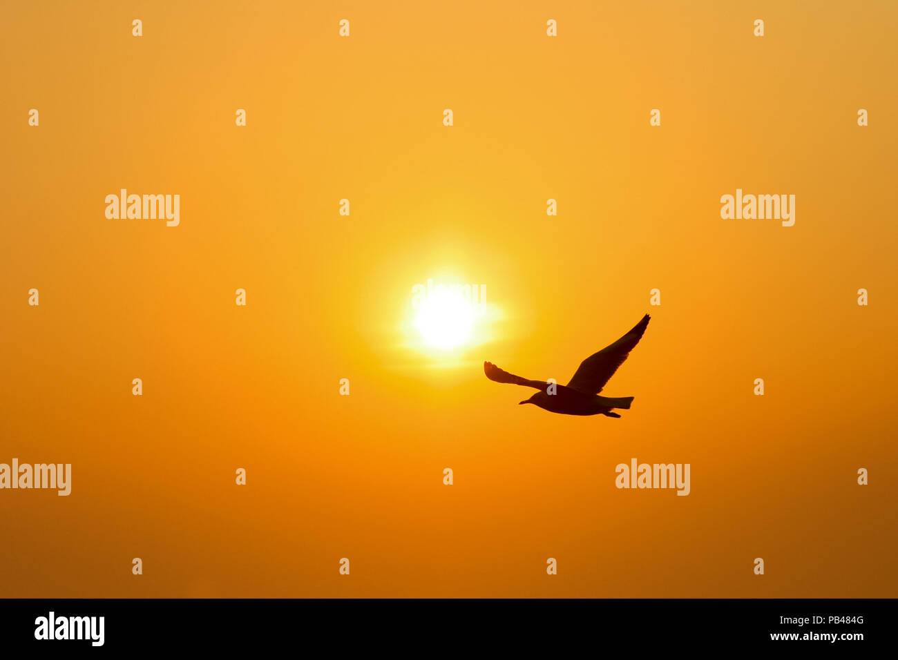 silhouette Seagull bird  Flying at sunset Stock Photo