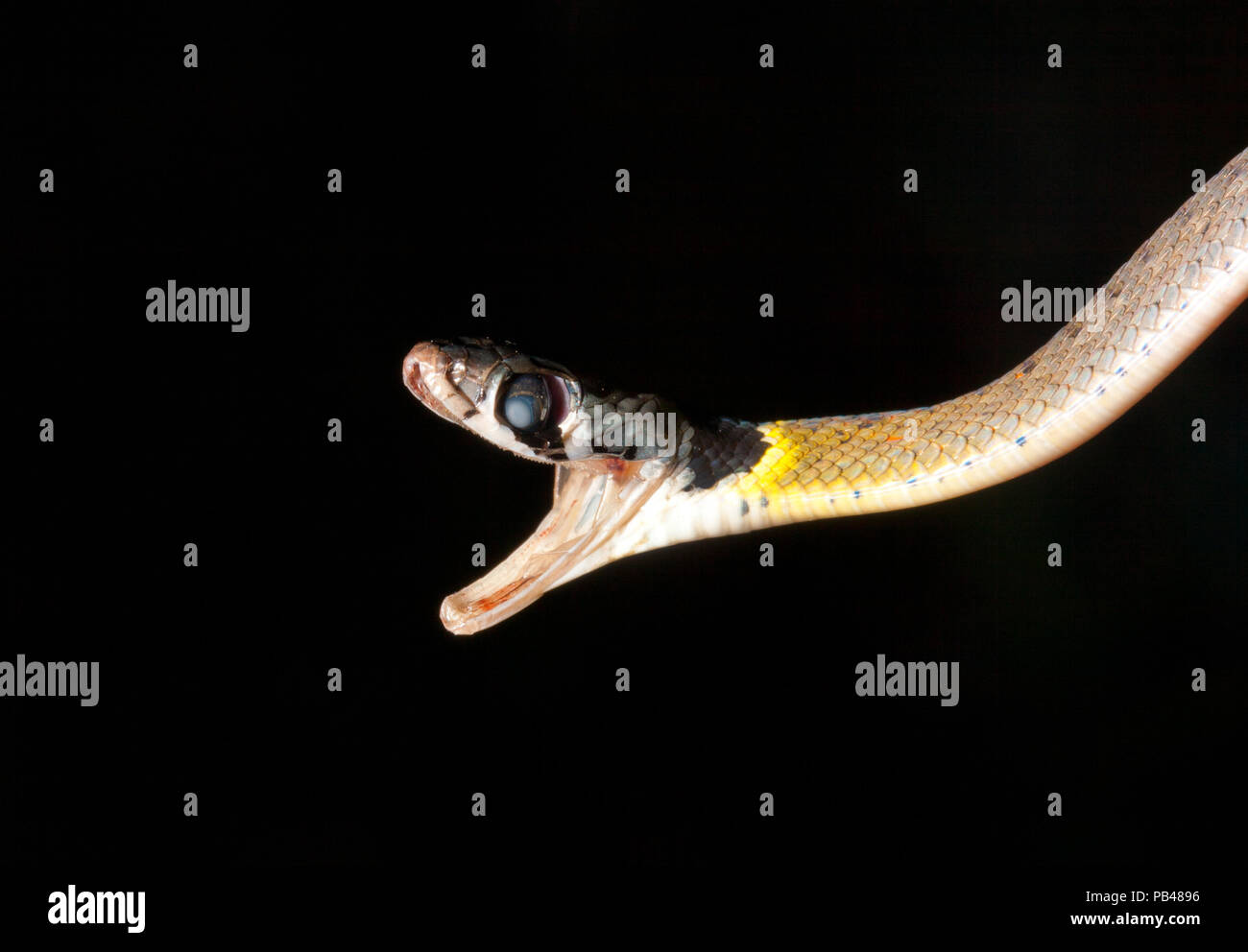 Attacking snake isolated on black Stock Photo