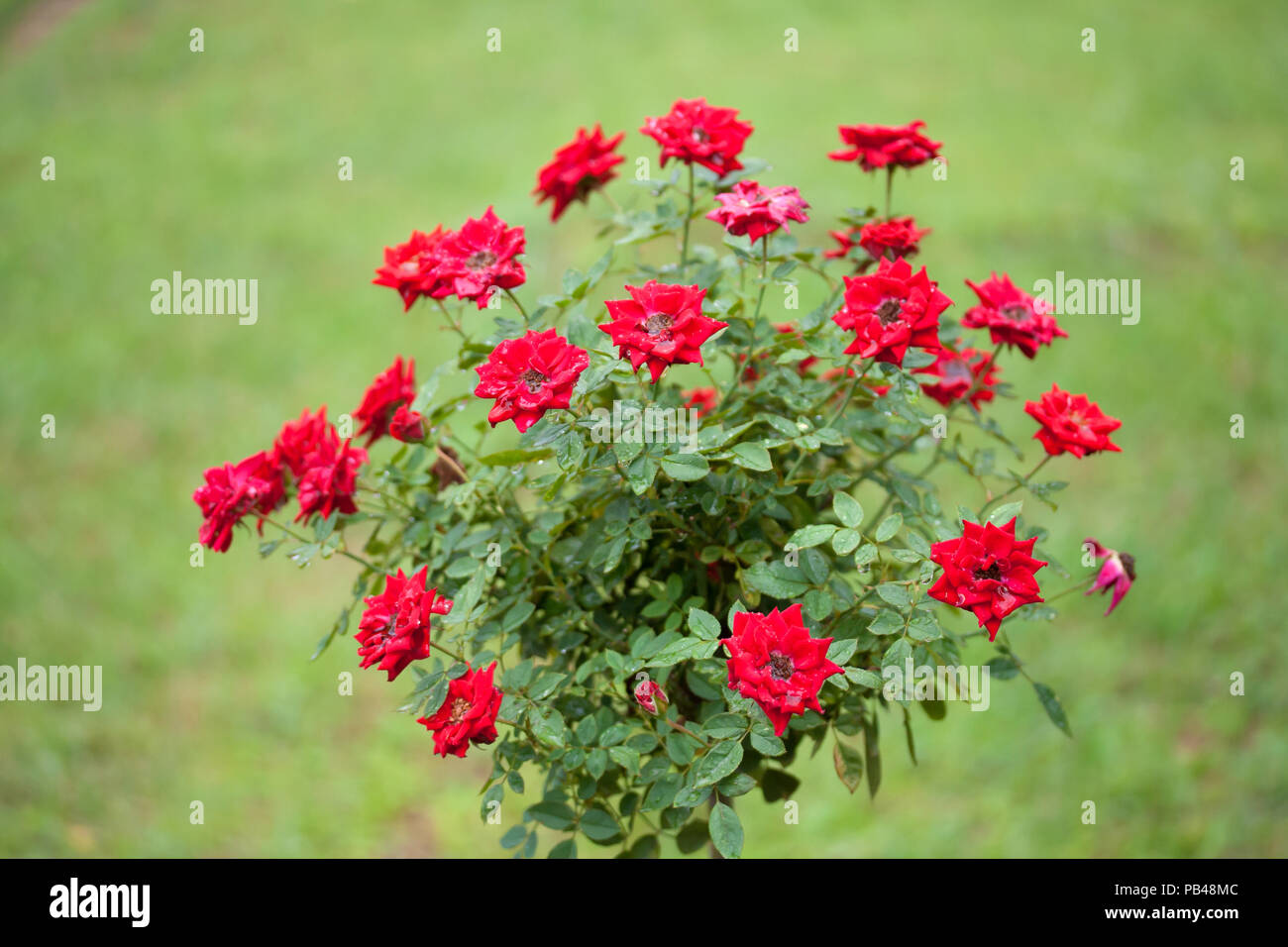 red roses tree Stock Photo Alamy