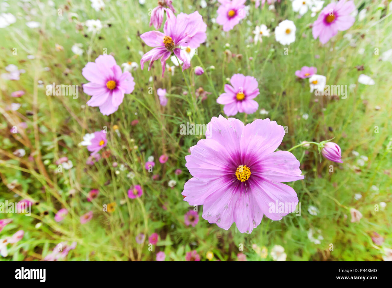Beautiful cosmos flower sunrise hi-res stock photography and images - Alamy