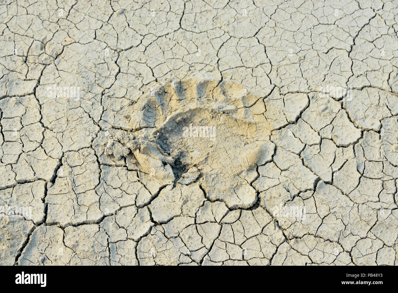 bear paw print in mud bear paw print in mud
