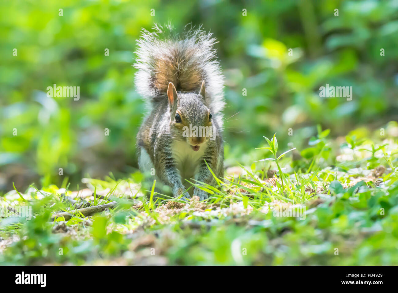 Happy Squirel On Forest Floor Looking Into Camera Cute And