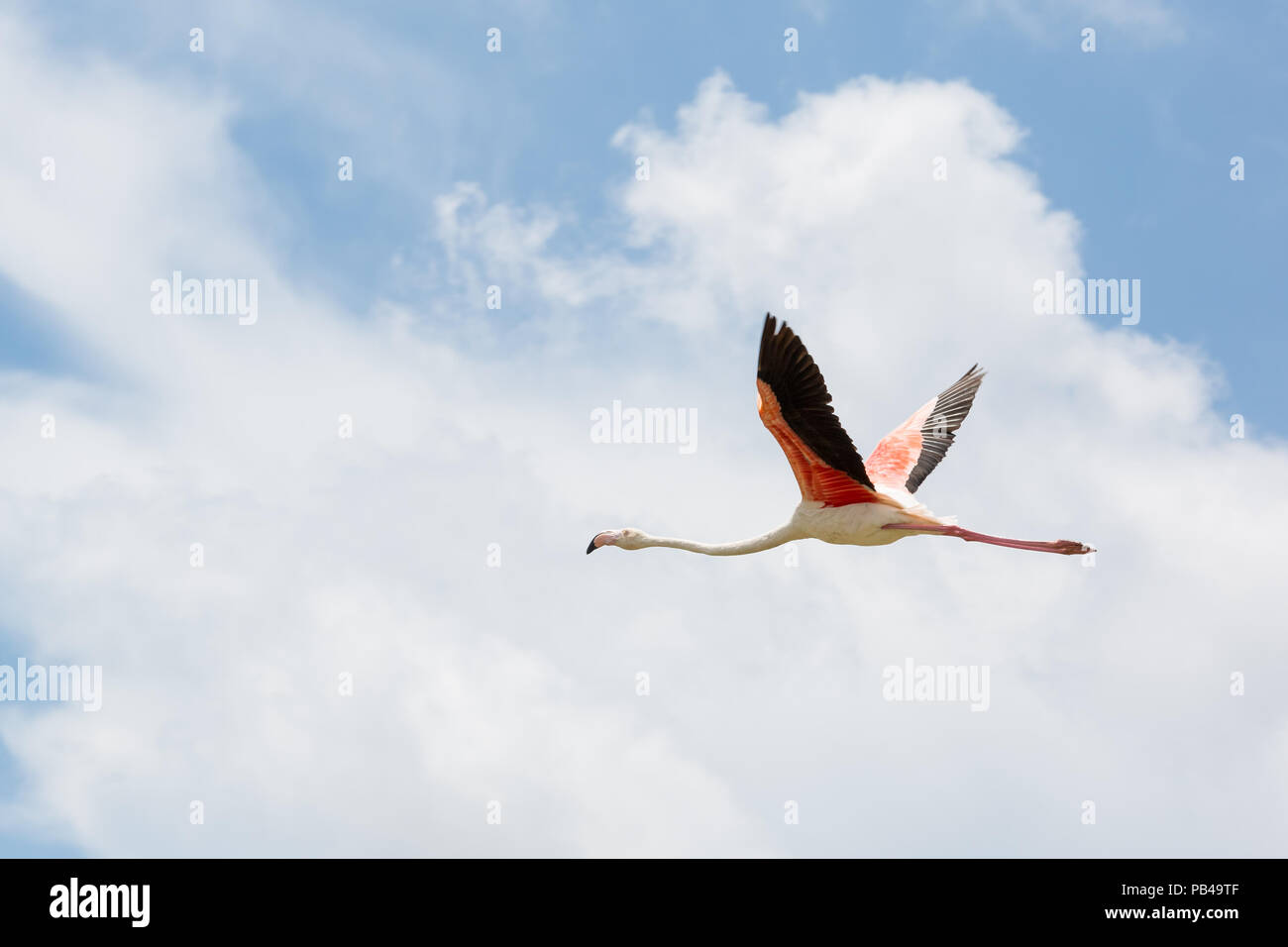 One Flamingo with spread wings in flight from below on blue sky in the ornithological park of Camargue, Provence, France Stock Photo