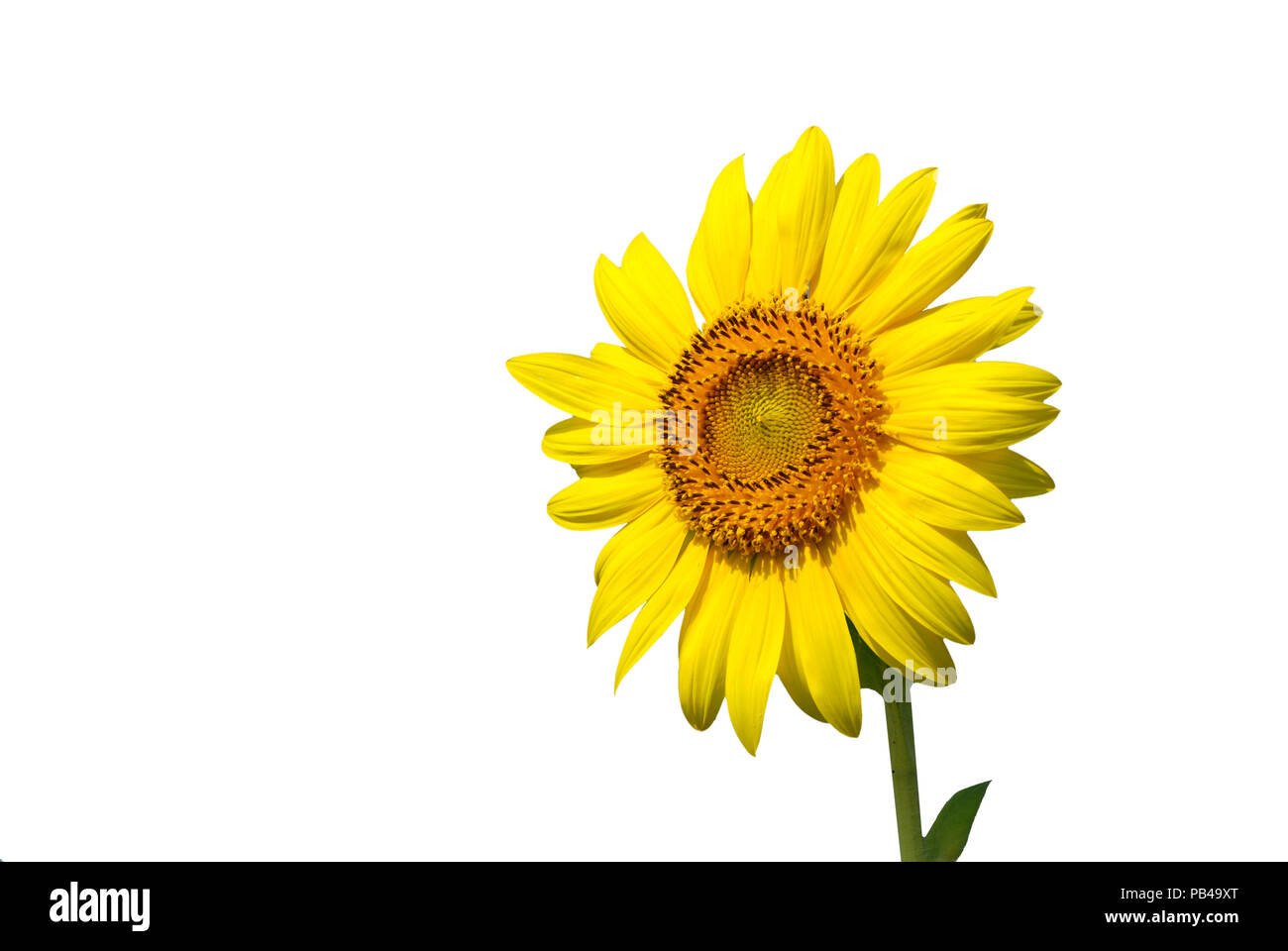 Sunflower isolated on white background Stock Photo - Alamy