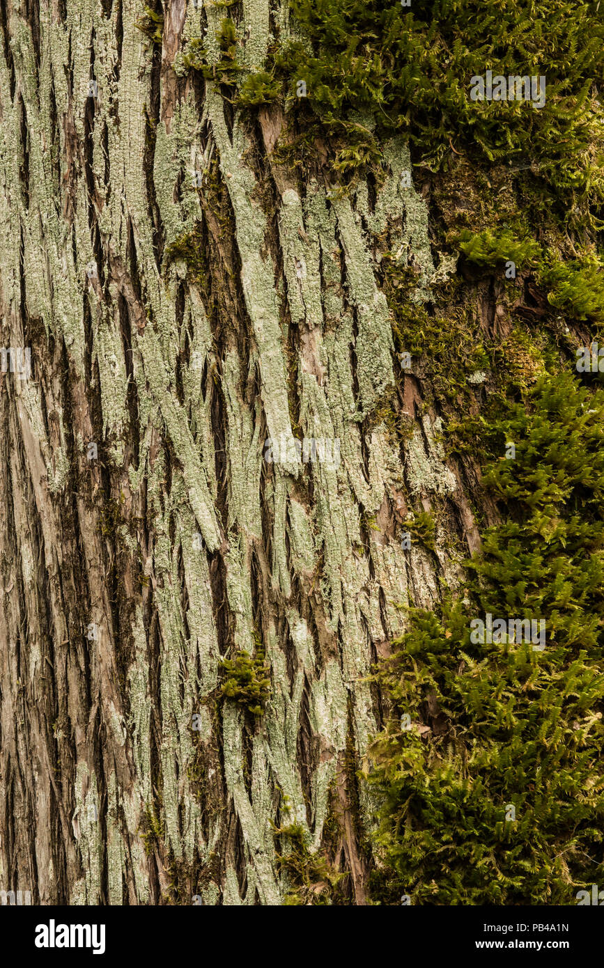 Moss growing on bark of Northern White Cedar tree(Thuja occidentalis), Ontario, Canada, by Bruce Montagne/Dembinsky Photo Assoc Stock Photo