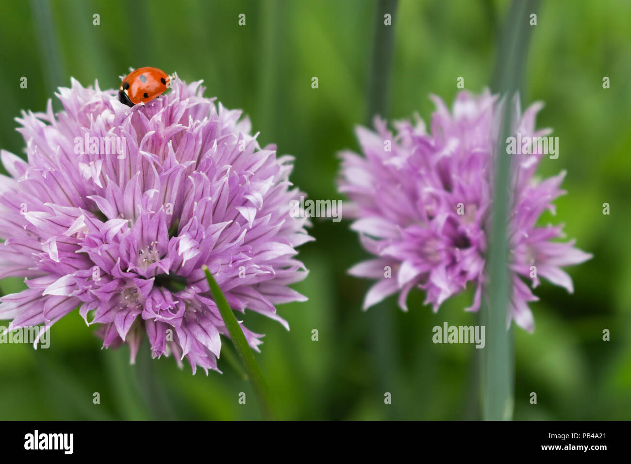 Onion chives flower with a ladybug searching for a bite to eat Stock