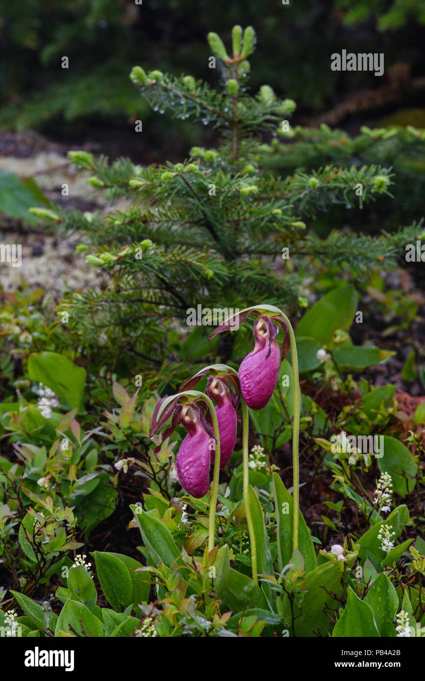 Pink Ladyslippers (Cypripedium acaule), blooming, Minnestoa, USA, by Bruce Montagne/Dembinsky Photo Assoc Stock Photo