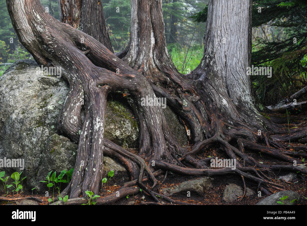 Roots of N. White Cedar (Thuja occidentalis) wrapped around boulder, Tettegouche SP, MN, USA, by Bruce Montagne/Dembinsky Photo Assoc Stock Photo