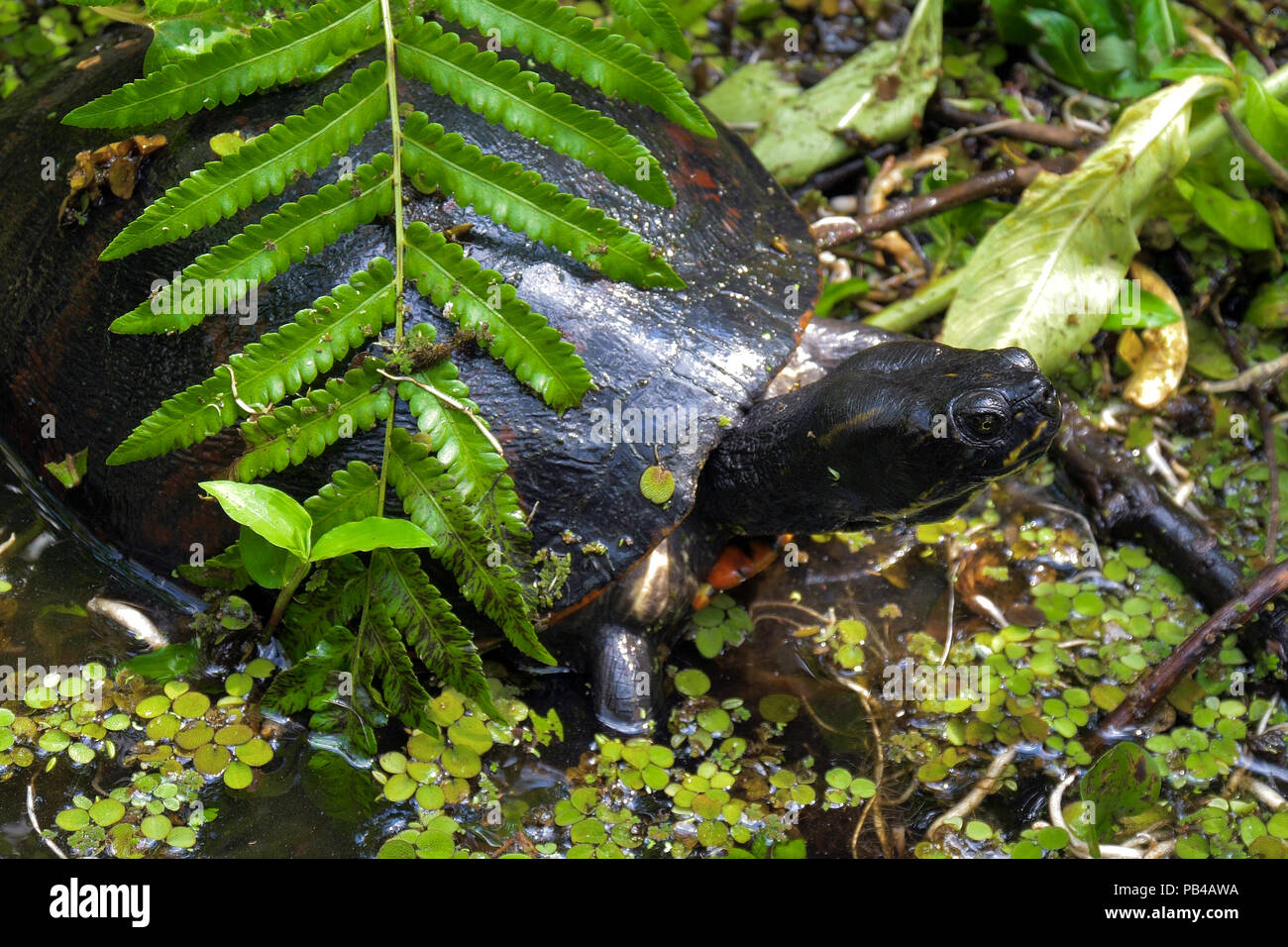 Freshwater turtle in a natural habitat. Eastern River Cooter Turtle. Freshwater turtles in the swampy terrain of Florida. River Cooter Turtle, Pseudem Stock Photo