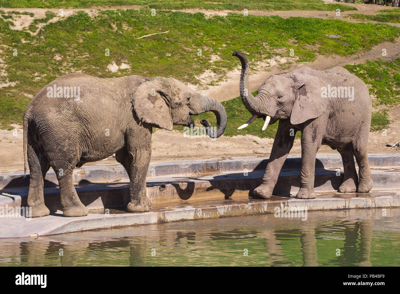 Young elephants play near a watering hole Stock Photo