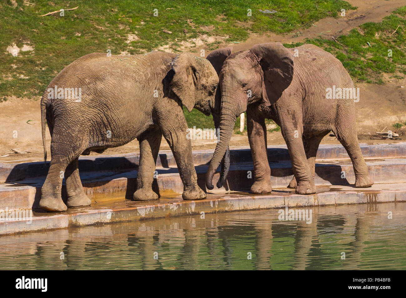 Young elephants play near a watering hole Stock Photo