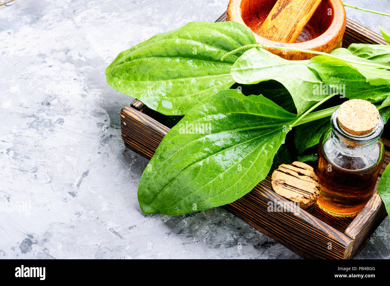 Leaf of greater plantain in a box with pharmaceutical bottle Stock Photo