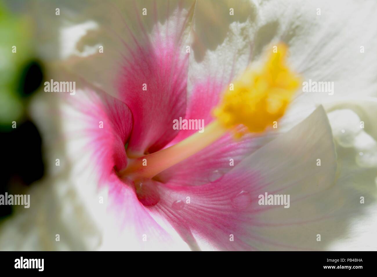 Bi-color hibiscus flower with blurred pollen bloomed in Arizona. The ...