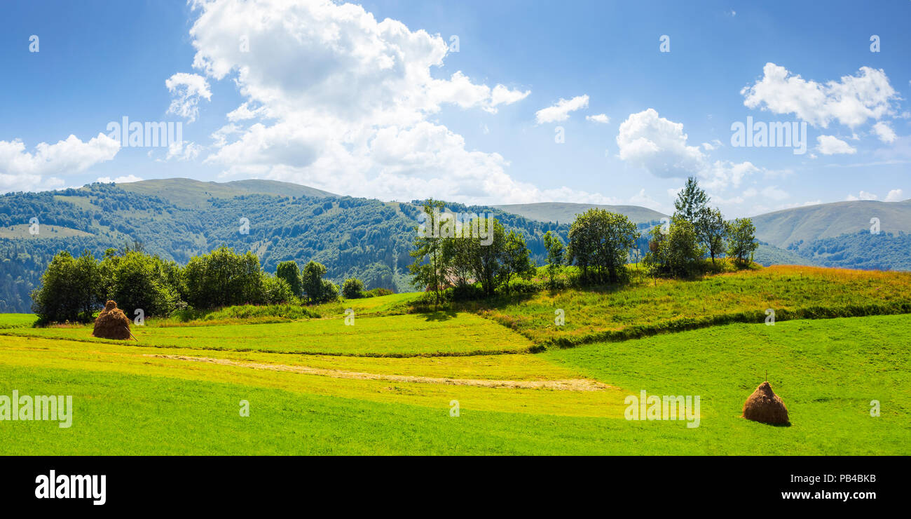 panorama of grassy agricultural field with haystacks and orchard. lovely rural summer landscape in mountains Stock Photo