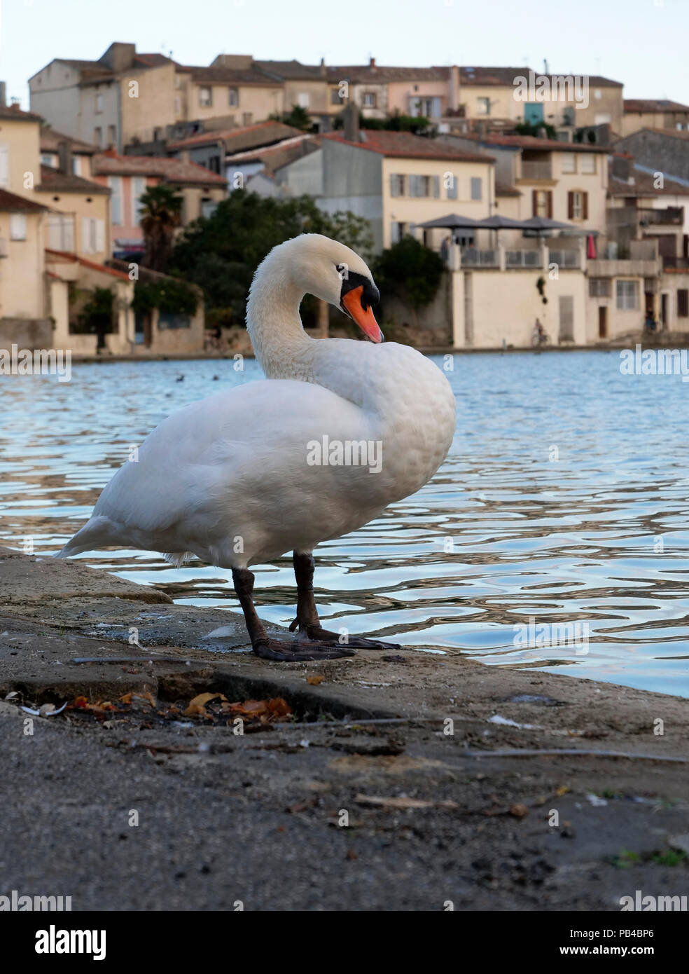 Swan resting by the Grand Bassin, Castelnaudary, Canal du Midi, France Stock Photo