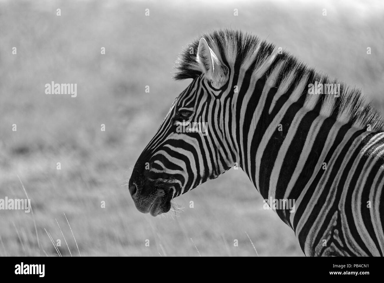 A Plains Zebra in black and white Stock Photo