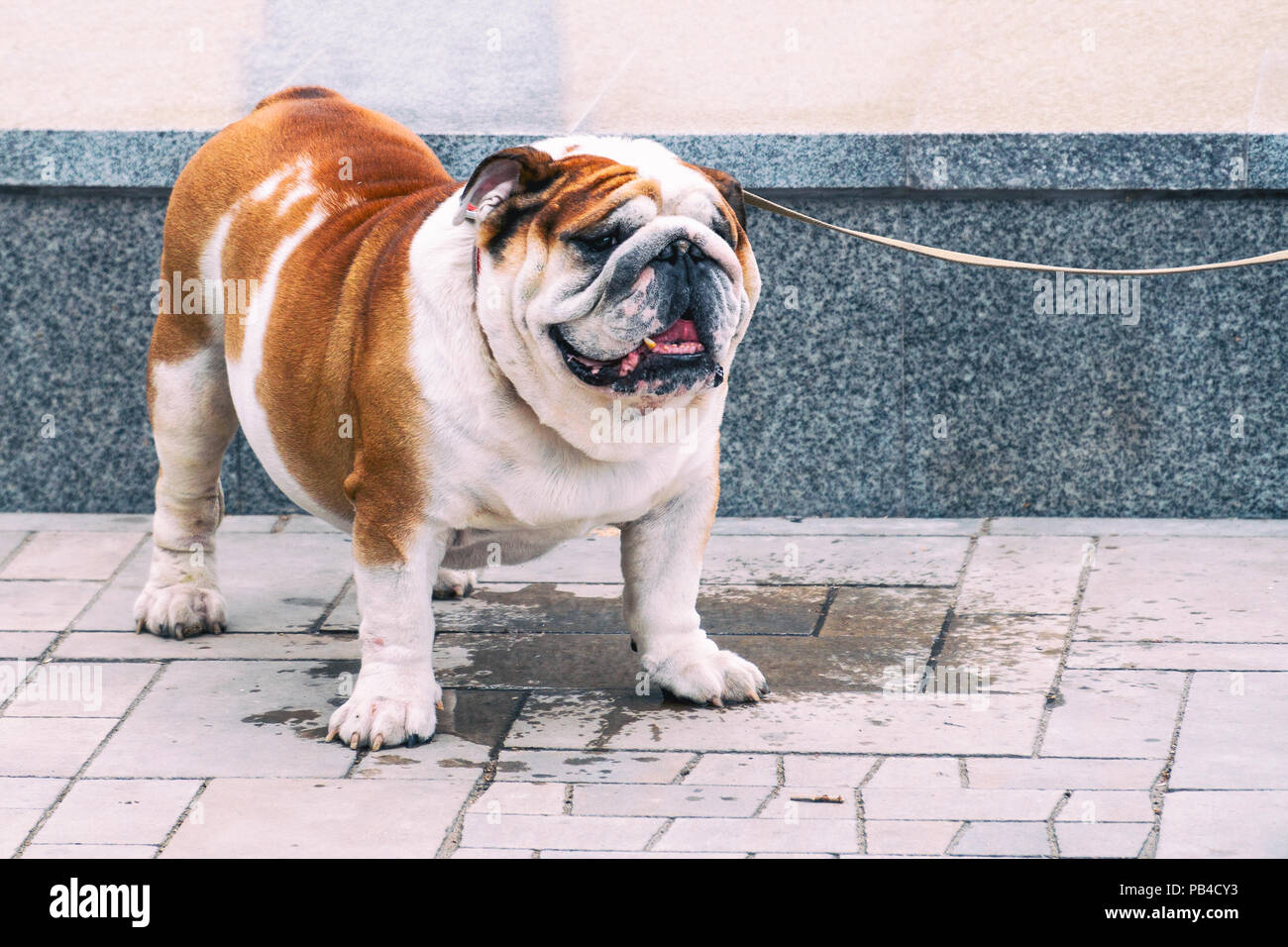 English bulldog on a leash Stock Photo Alamy