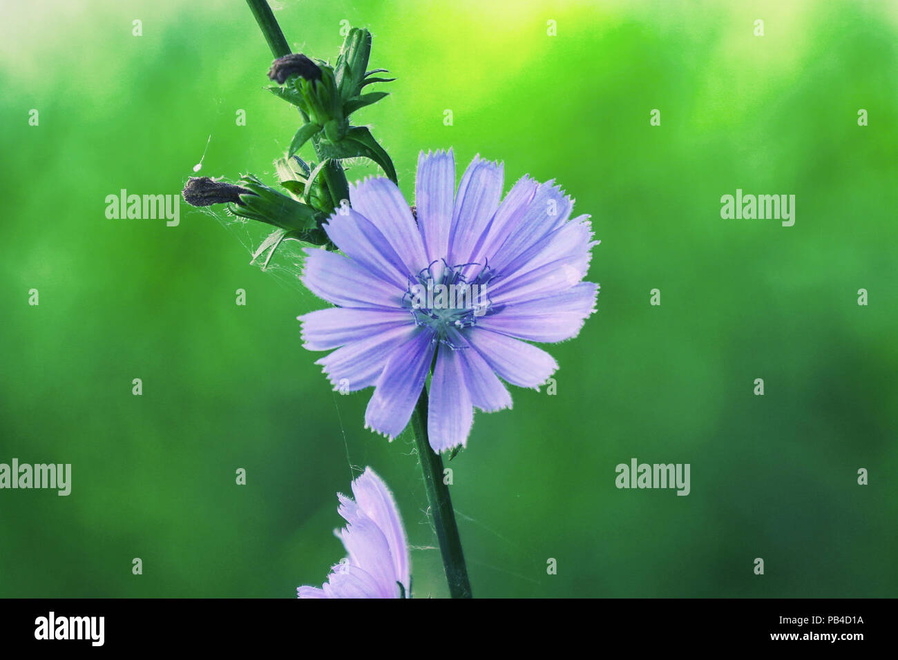 Blue flower on natural background. Flower of wild chicory Stock Photo