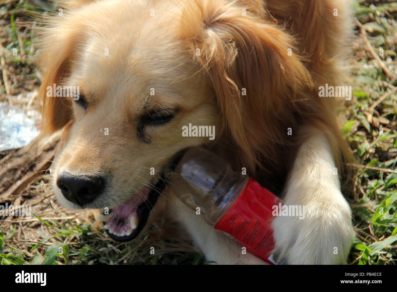 Dogs bite plastic bottles Stock Photo Alamy