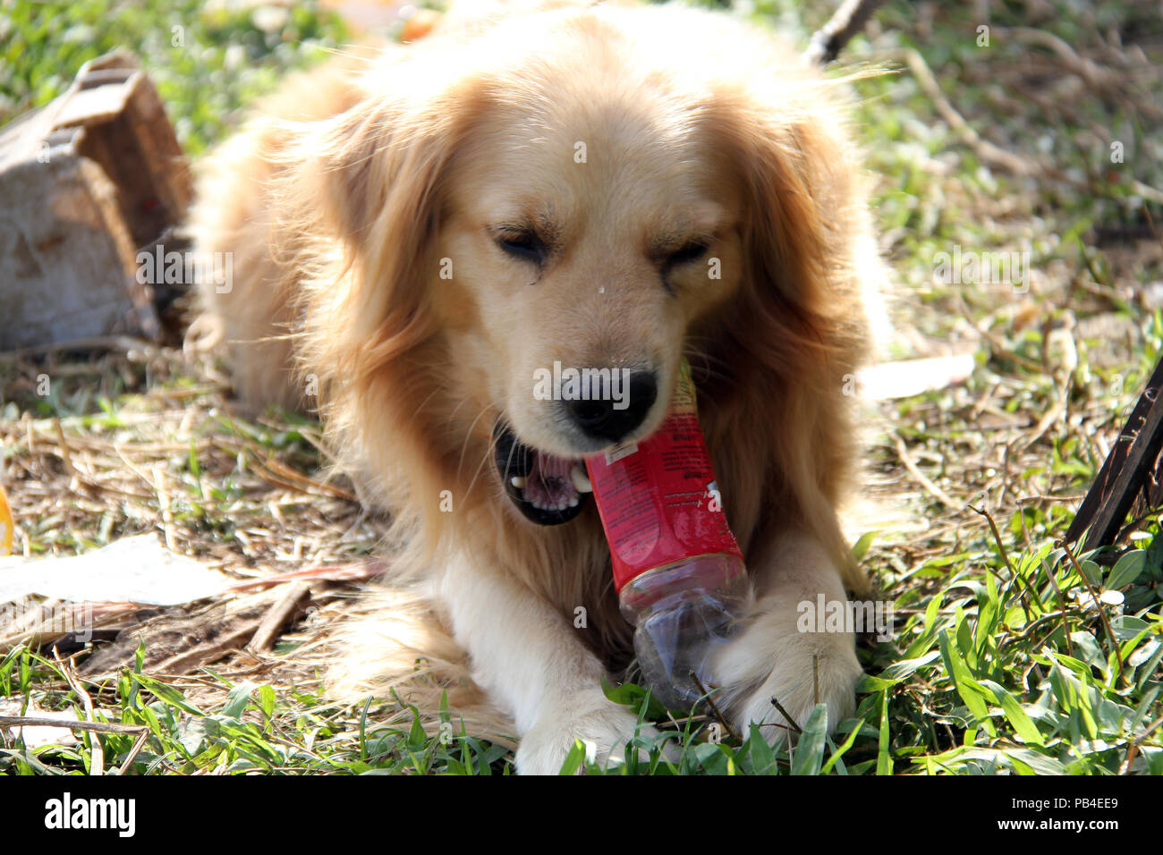 Dogs bite plastic bottles Stock Photo Alamy