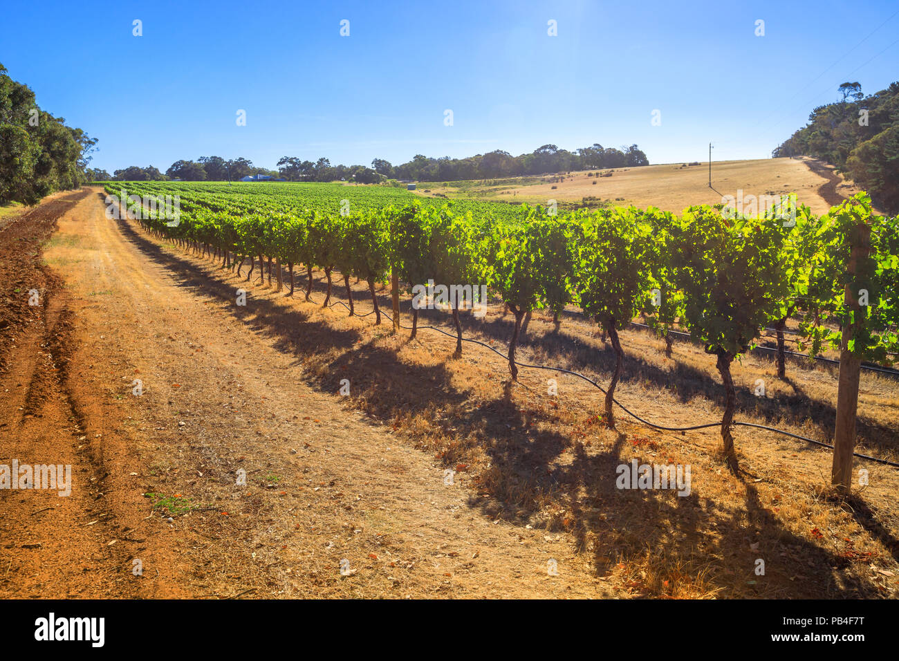 Rows of white grapes in one of many vineyards. Margaret River is a Wine Region in Western Australia, popular for wine tasting tours. Copy space. Daylight. Stock Photo