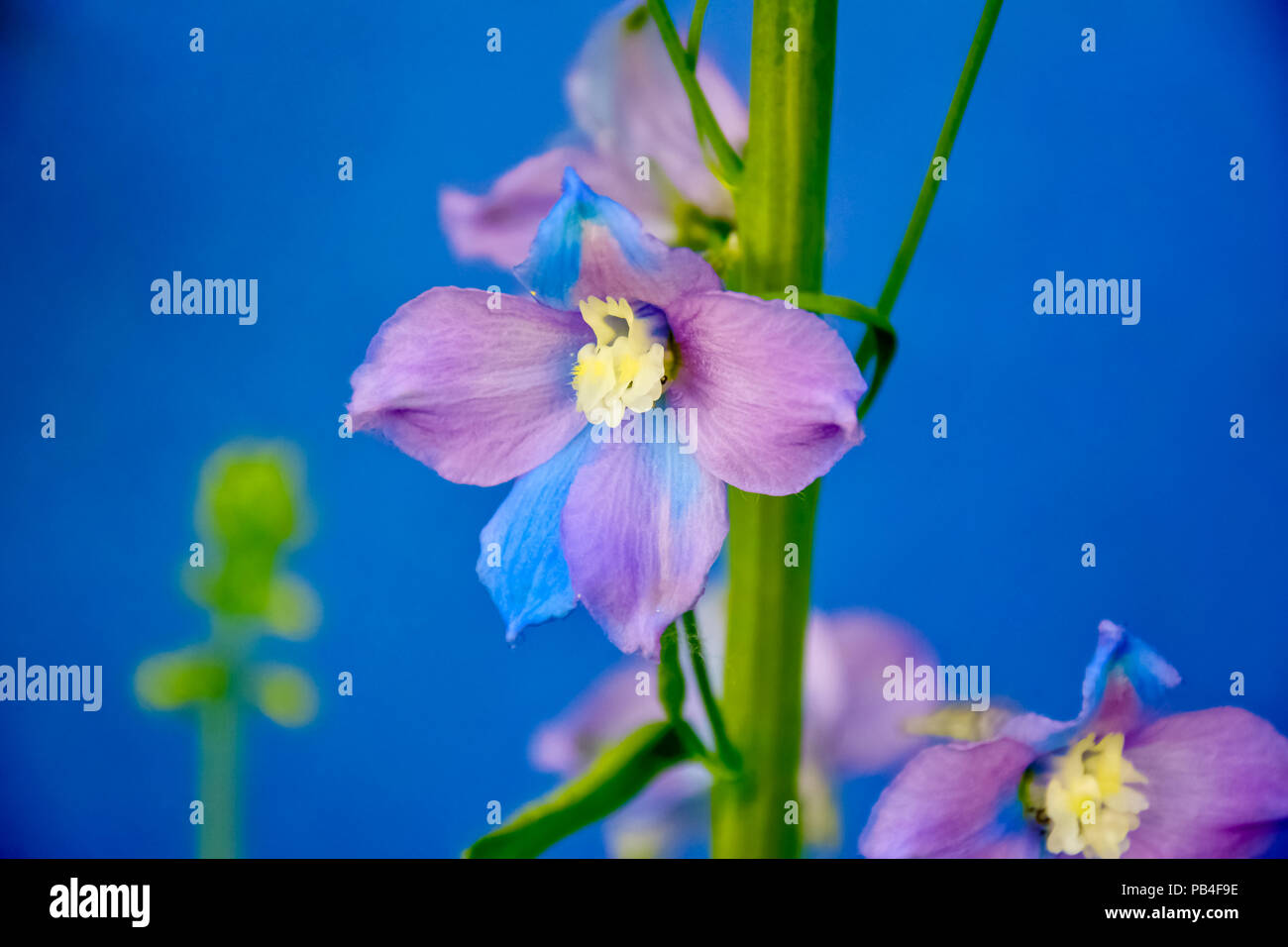 Blue and purple larkspur flower on the blue background Stock Photo - Alamy