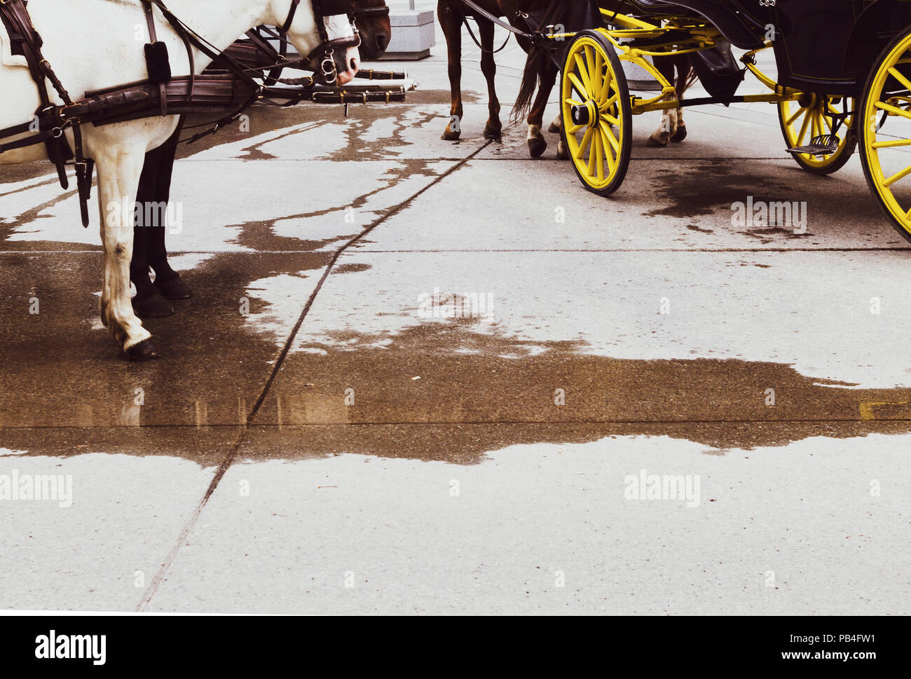 Horse carriages in Vienna Stock Photo Alamy