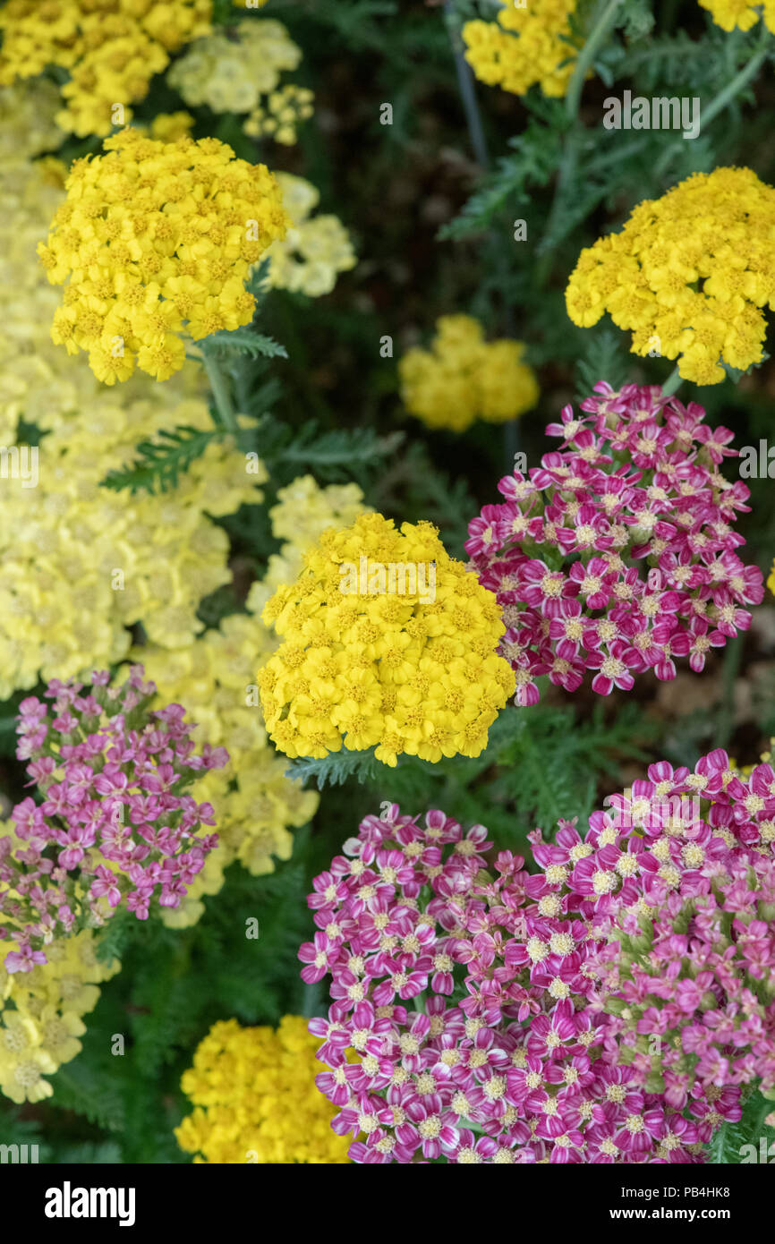 Achillea ‘Little moonshine'. Achillea millefolium ‘Little moonshine'. Yarrow Flowers Stock Photo