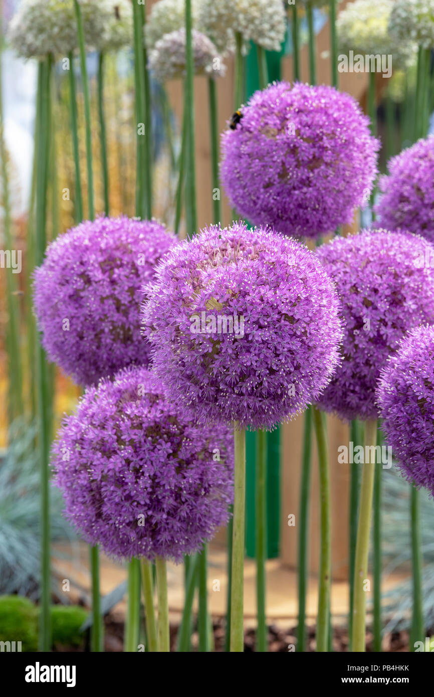Allium 'Giganteum'. Ornamental onions on a flower show display. UK Stock Photo