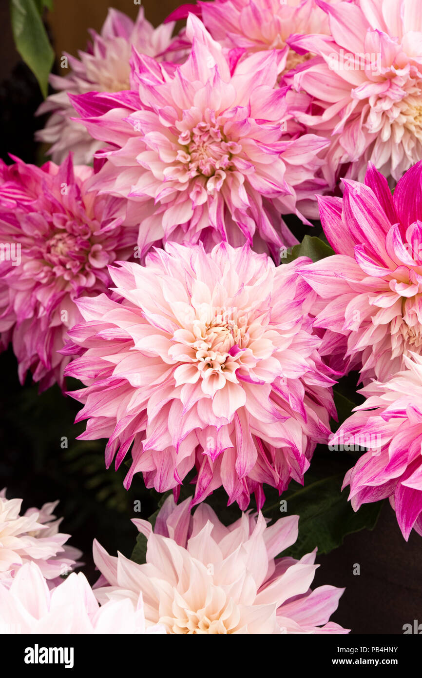 Cafe au lait royal dahlia hires stock photography and images Alamy