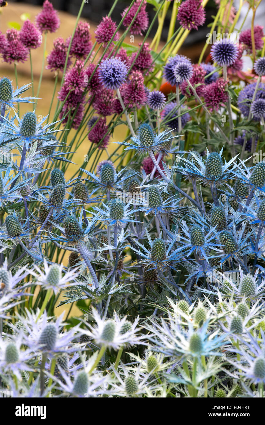 Eryngium x zabelii ‘Big blue’. Sea holly flowers on a flower show display. UK Stock Photo