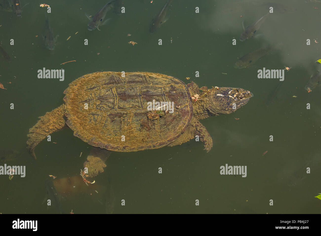 snapping turtle, Chelydra serpentina, Maryland Stock Photo