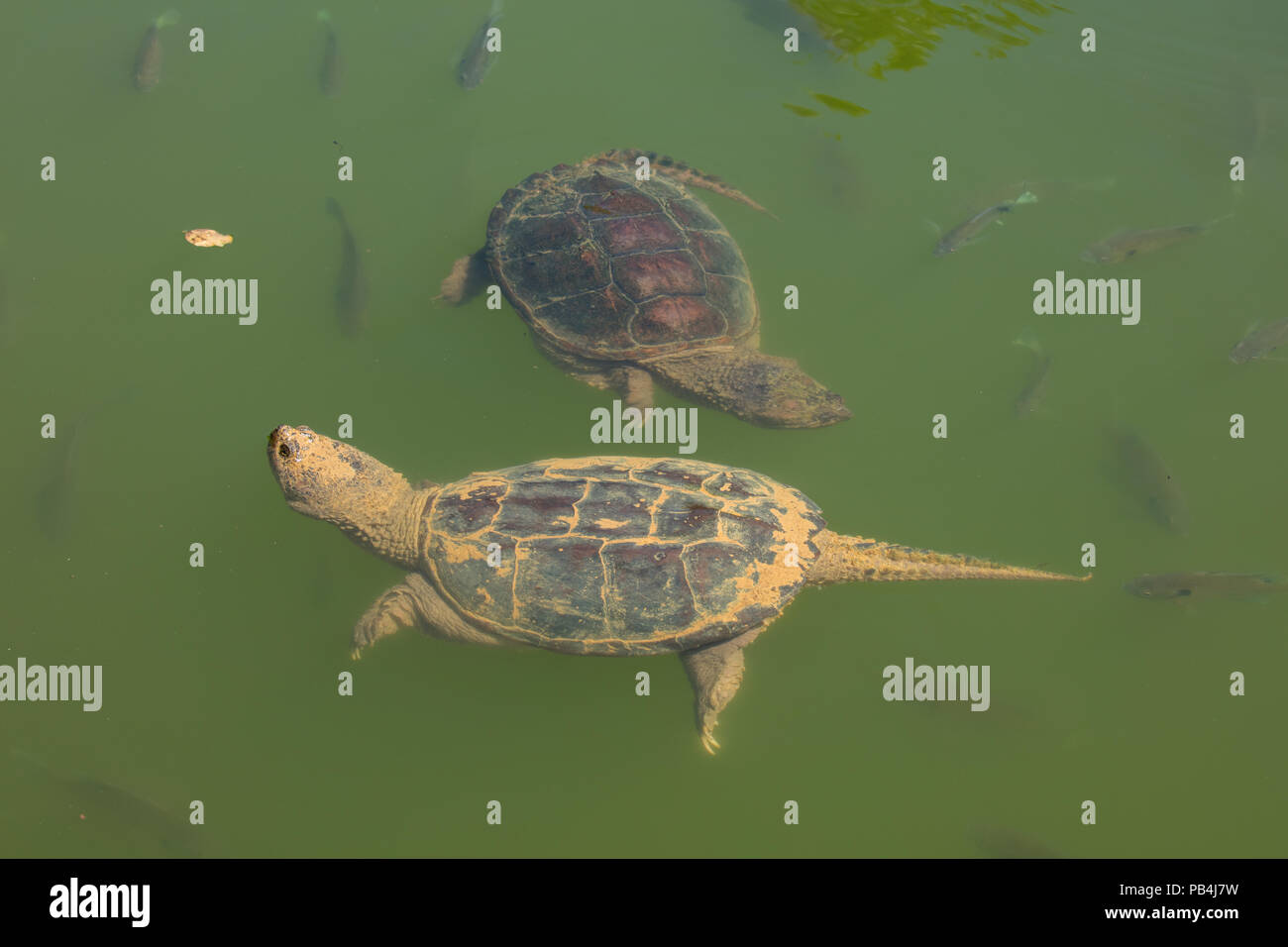 snapping turtles, Chelydra serpentina, and Bluegills, Lepomis ...