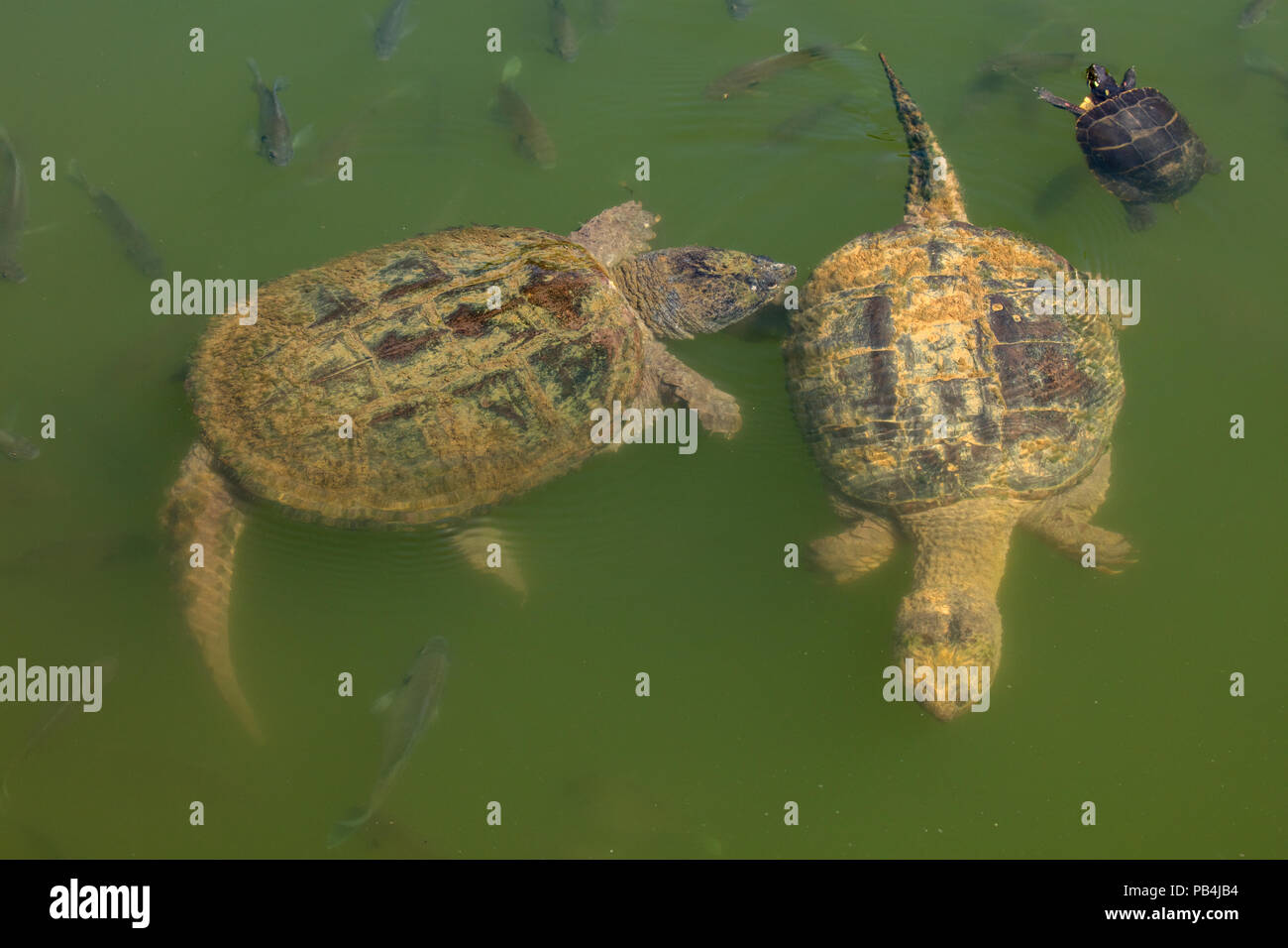 snapping turtles, Chelydra serpentina, and painted turtle, Maryland Stock Photo