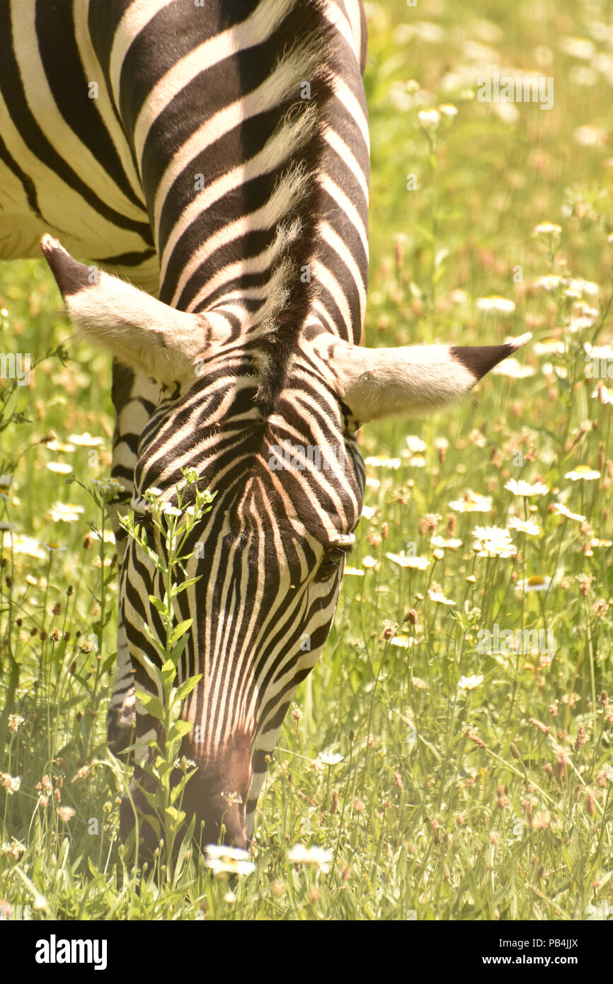 Lovely Zebra Wandering Around In A Remote Location Stock Photo Alamy