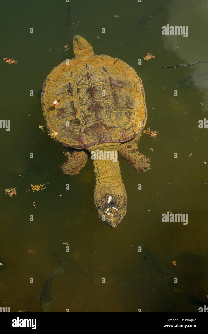 snapping turtle, Chelydra serpentina, Maryland Stock Photo