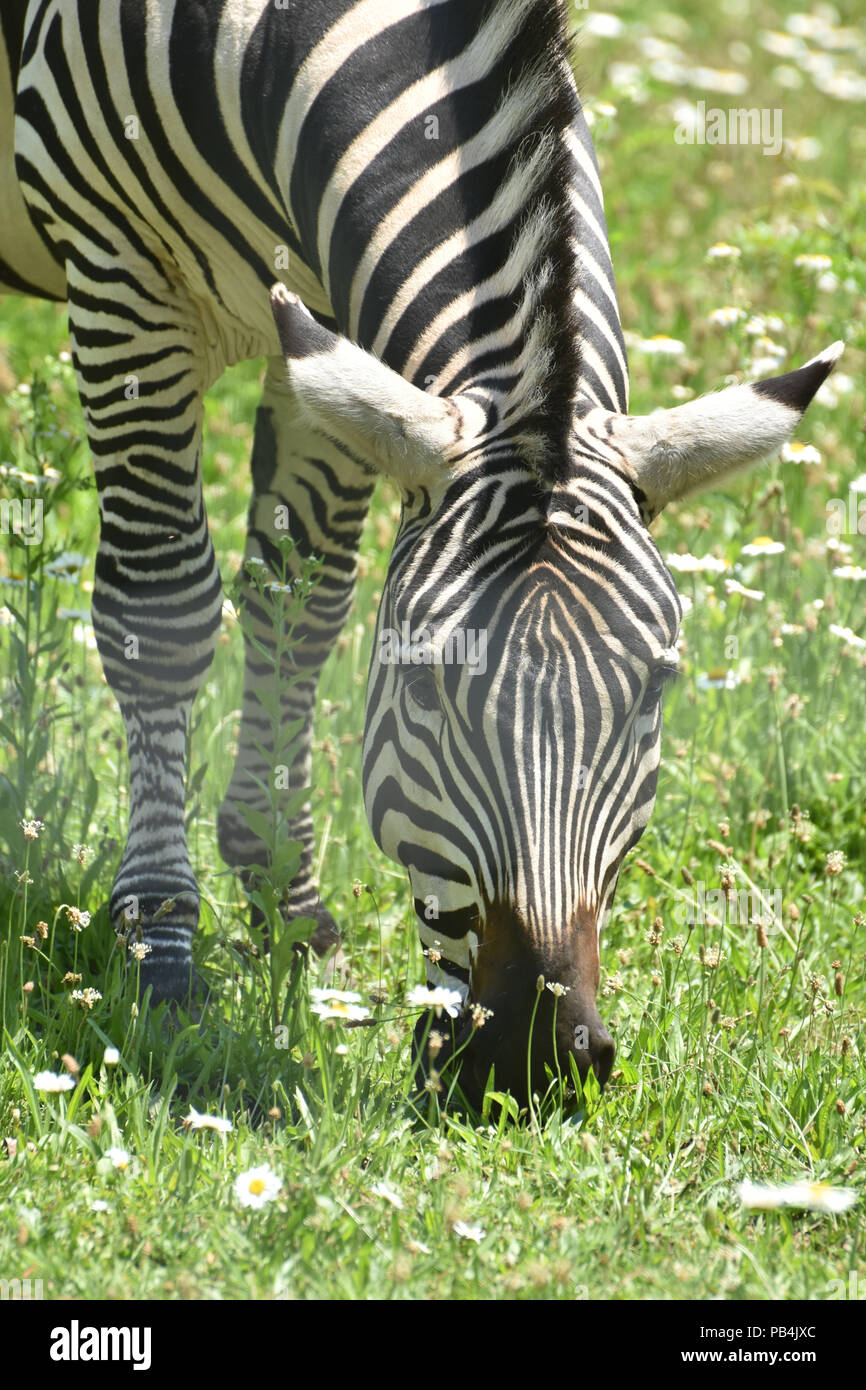 Adorable Black and White Zebra in Africa Stock Photo Alamy