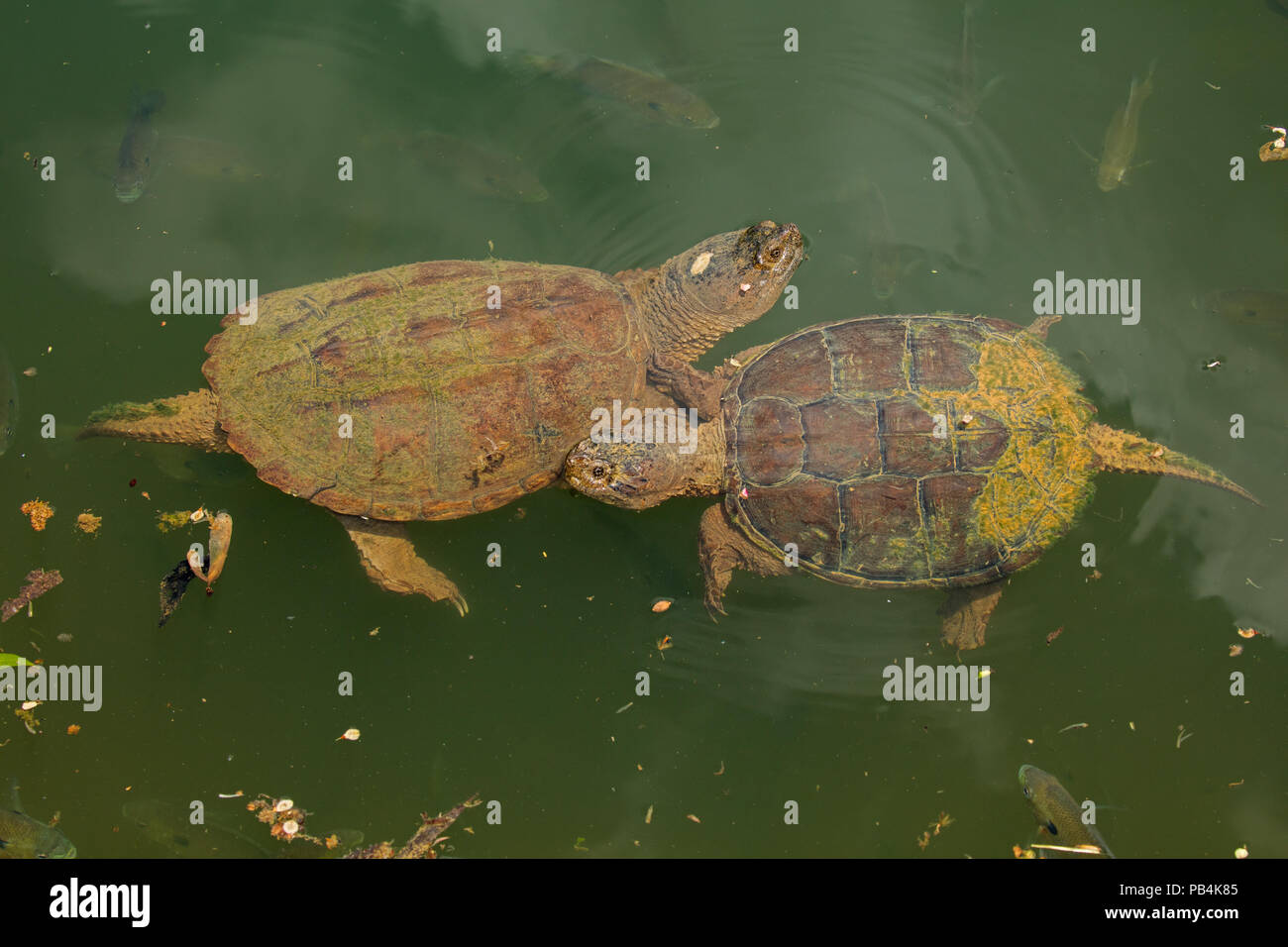 snapping turtles, Chelydra serpentina,  and Bluegills, Lepomis macrochirus, Maryland Stock Photo