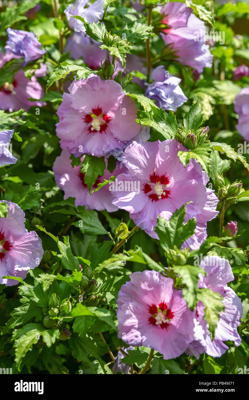 Pink hibiscus flower in full bloom hi-res stock photography and images ...