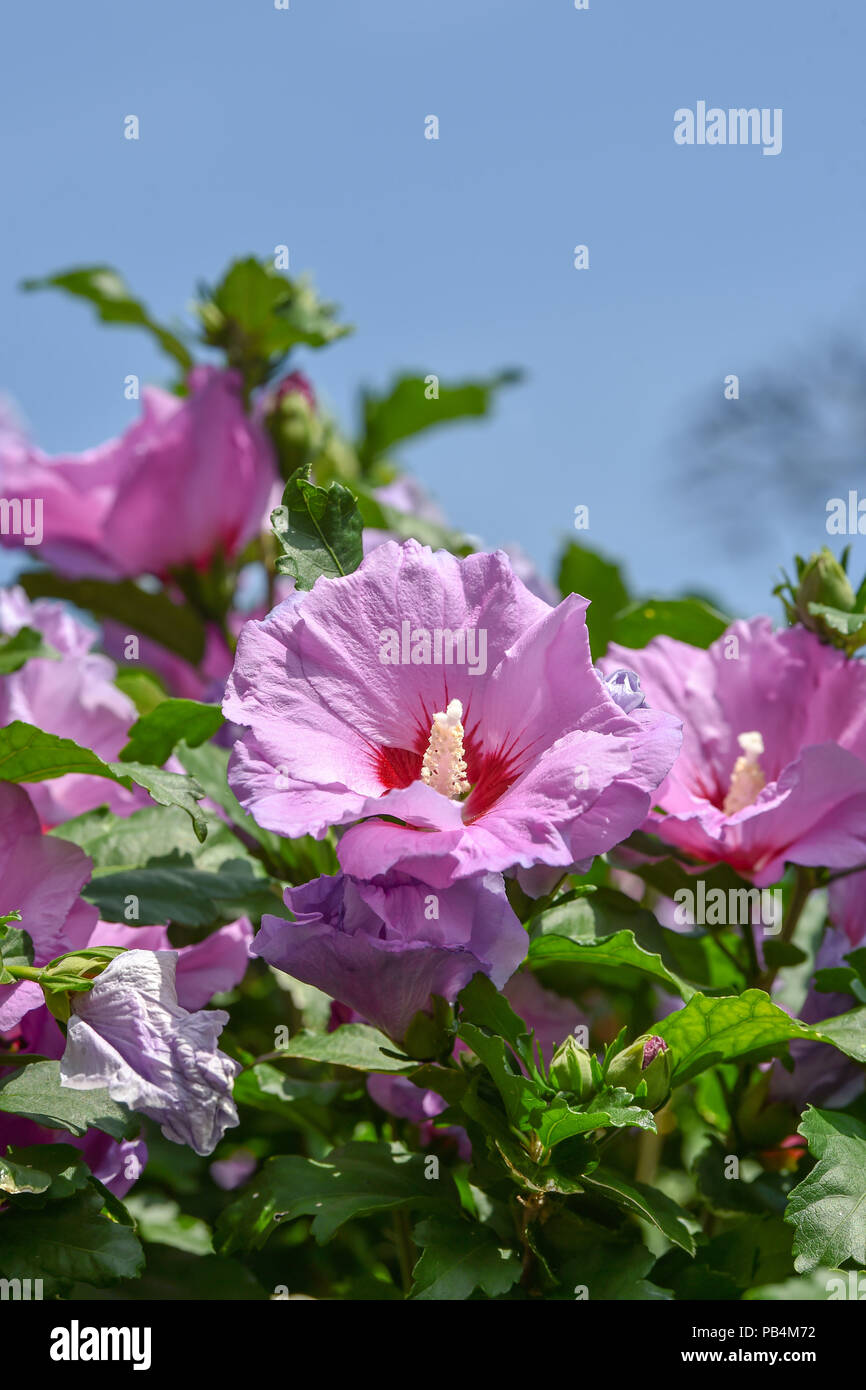 Purple hibiscus flowers hires stock photography and images Alamy