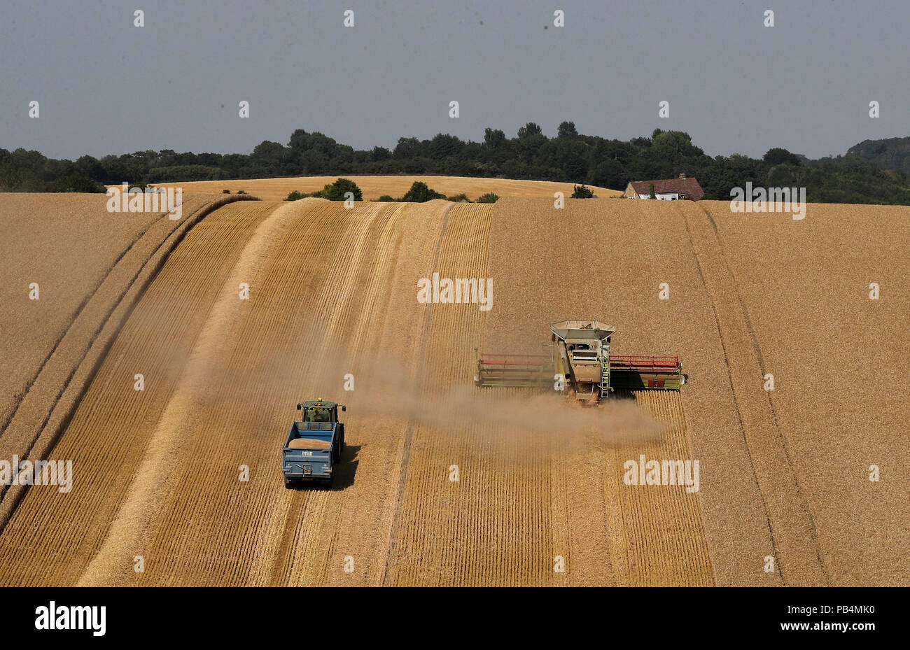 A combine harvester harvests a crop of corn in a field near Folkestone ...