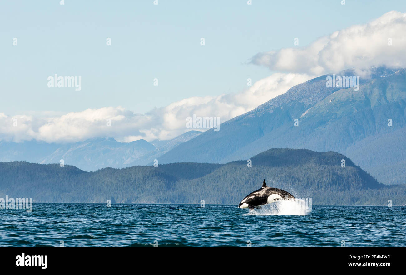 A Killer Whale leaps into the air during a hunt chasing a porpoise in Lynn Canal in Southeast Alaska. Stock Photo